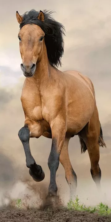 Osuška - Hnedý kôň - 140 x 70 cm - Jerry Fabrics